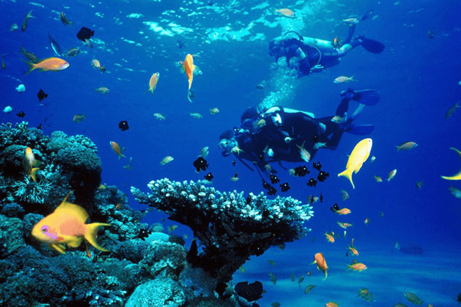 Scuba Diving Adventures